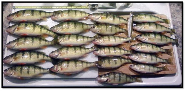 Call Us Today to Set Up a Perch Fishing Trip!